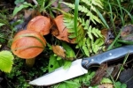 Нож за собирање печурки: правила за избор и карактеристики на употреба